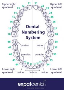 Tooth Chart s - Expat Dental